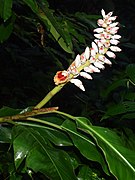 Alpinia malaccensis