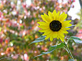 Flower with Autumn colours