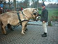 Deutsch: Fuchsfalbe mit Flaxen English: red dun (chestnut-based dun coloration) with flaxen