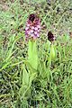 Orchis purpurea Spain