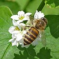 Apis cerana japonica (Japanese honey bee)