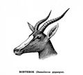 Drawing of Bontebok (Damaliscus pygargus), from "Records of Big Game", Rowland Ward