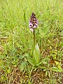 Orchis purpurea Germany - Ersingen