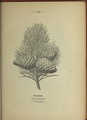 Plate 152 Pinus pinaster