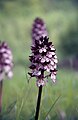 Orchis purpurea Germany - Lilienthal (Kaiserstuhl)