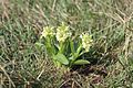 Dactylorhiza sambucina Germany - Rheinland-Pfalz