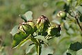 unripe rose hips