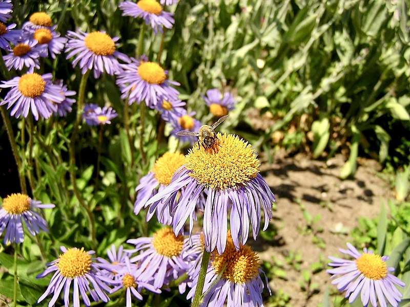 File:Asteraceae Aster tongolensis 1.jpg