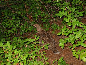 Blue grouse