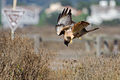 Adult hunting; Bluff Top Coastal Park, Half Moon Bay, California, USA