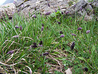 Sesleria tatrae