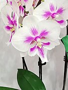 Phalaenopsis cultivars