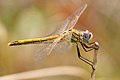   ♀ العربية: اليعسوب السهمي الأحمر الجناح English: Sympetrum fonscolombii (Red-veined darter)