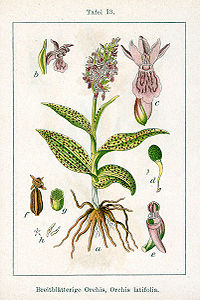 plate 13 archive copy at the Wayback Machine Dactylorhiza majalis