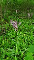 Orchis purpurea Germany - Karlsruhe