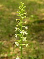 Platanthera bifolia