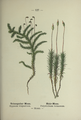 Plate 127 Hypnum triquetrum Polytrichum formosum