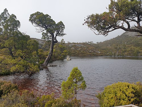 Wombat Pool, Cradle Mountain-Lake St Clair National Park, Tasmania Photograph: User:Pcrizzo4