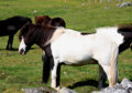 possibly tobiano with splashed white