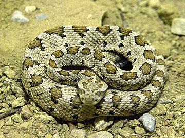 Crotalus enyo