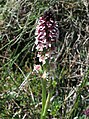 * Nomination: Burnt orchid (Neotinea ustulata) --Robert Flogaus-Faust 08:44, 3 October 2024 (UTC) * Review A bit bore contrast would be nice --MB-one 12:37, 3 October 2024 (UTC)  Done I increased the contrast. Is this better? --Robert Flogaus-Faust 16:09, 3 October 2024 (UTC)