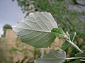 Leaf underside