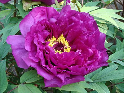 a flower of paeonia suffruticosa