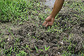 Track of wild boar in sumatran forest