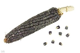   Zea mays 'Ohcholi Sunul' - Museum specimen