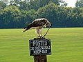 Immature; La Vista, Nebraska