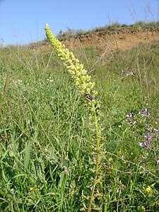 Reseda undata