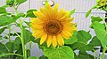 Sunflower (ひまわり) 02