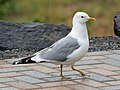 Larus brachyrhynchus (cat.)