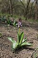 Orchis purpurea Czechia, Český kras