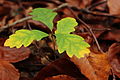 Oak seedling (Quercus)