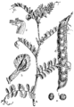 Vicia sativa Navadna grašica plate 1989 in: Martin Cilenšek: Naše škodljive rastline Celovec (1892)