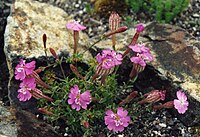 Silene argaea