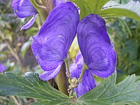 Aconitum carmichaelii