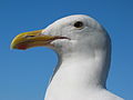 * Nomination Western Gull by User:Dschwen.. * Promotion Really demonstrative CyrilB 12:37, 9 July 2006 (UTC)