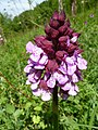 Orchis purpurea Germany - Untergrombach (Michaelsberg)