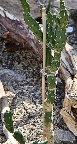 File:Cactaceae Opuntia paraguayensis 2.jpg