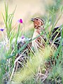 Male C. c. coturnix calling in southern Portugal