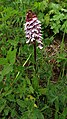 Orchis purpurea Germany - Untergrombach (Michaelsberg)