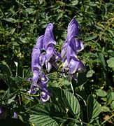 Aconitum variegatum