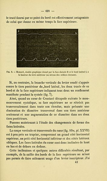 File:Archives de biologie (Page 621) BHL6900274.jpg