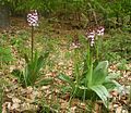 Orchis purpurea Germany - Nördlinger Ries