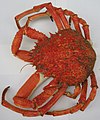 Normaund: Eune pihangne (bouoillie) English: A Spider crab (boiled)