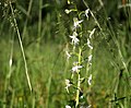 Platanthera bifolia Estonia