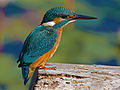 Alcedo atthis atthis, Tel Aviv, Israel