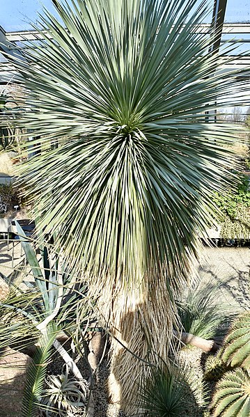 File:Asparagaceae Yucca rostrata 2.jpg